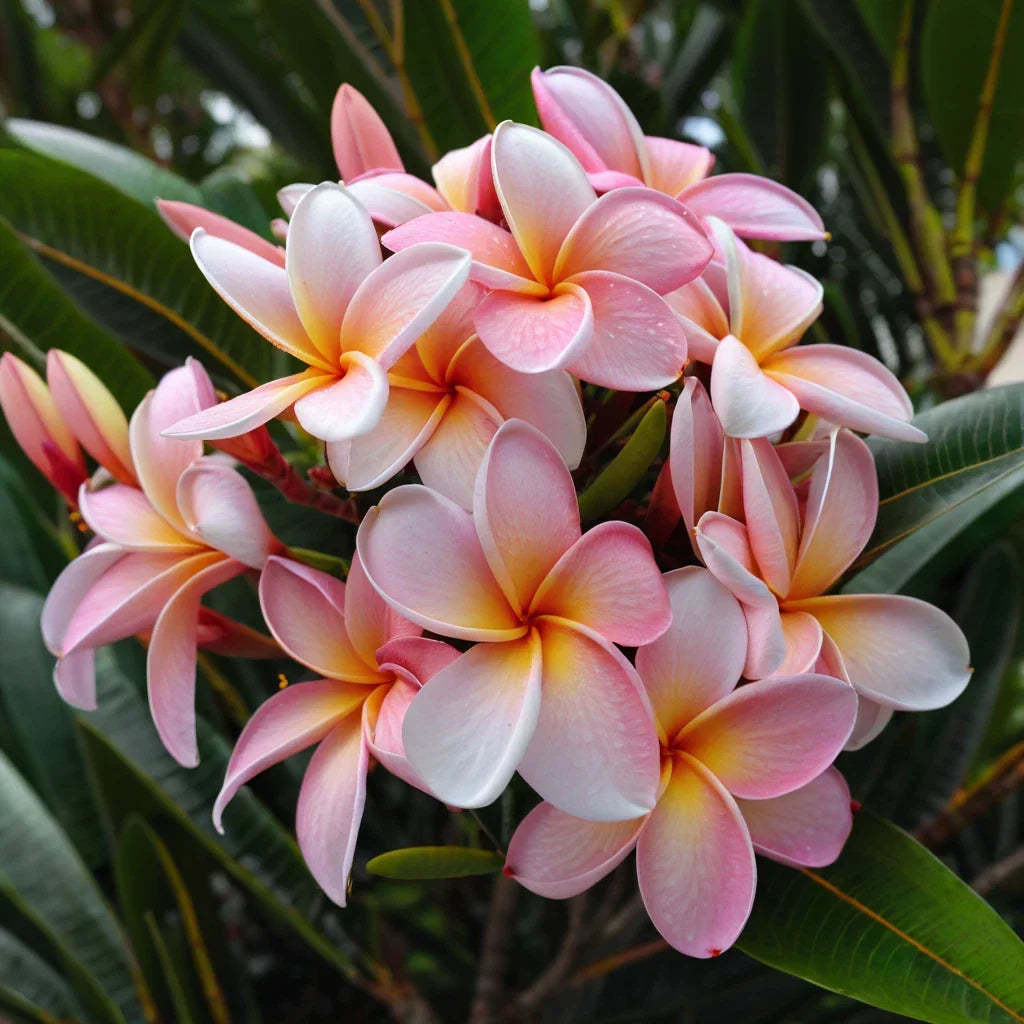 Pale Pink Plumeria Seeds - 5 Perennial Hawaiian Fragrant Tropical Flowers - Plumeria rubra Seeds for Garden, Container, Landscaping