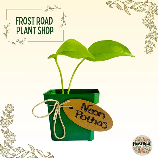 Neon Pothos Cuttings - Rooted Live Houseplant - Easy Care Indoor Plant - Epipremnum aureum - Vibrant Neon Green Foliage