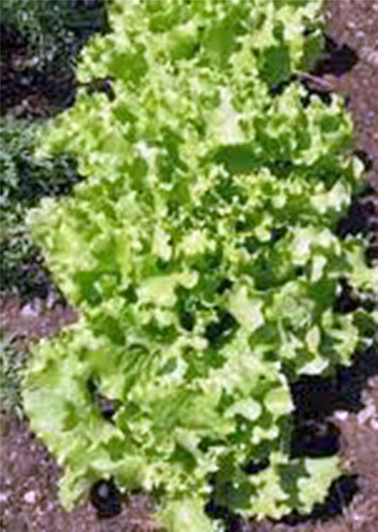 Lettuce Seeds, Grand Rapids Leaf, Heirloom, Non-GMO, 50+ Seeds, Salad Greens, Lactuca sativa, Home Garden, Cool-Season