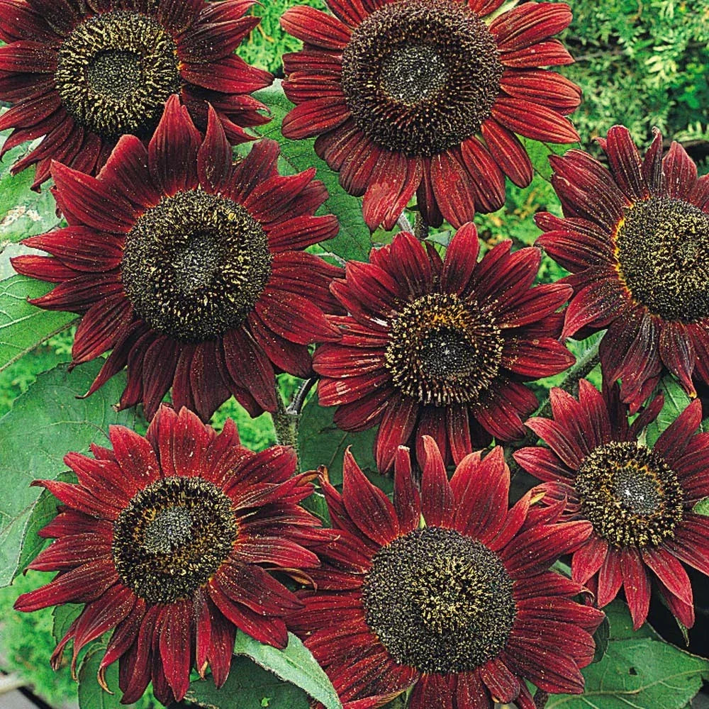 Sunflower Seeds Velvet Queen Pack of 50+ Helianthus annuus Bright Burgundy Blooms for Garden, Pollinator Attractant