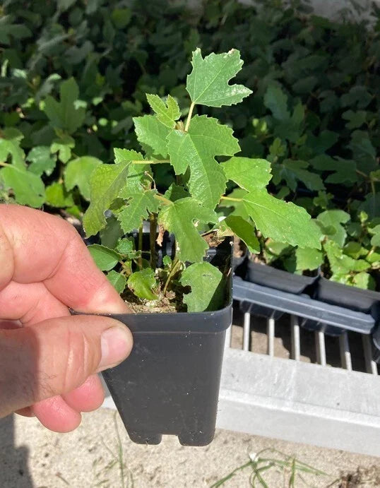 Beer’s Black Dwarf Fig Tree – Ficus carica – Dwarf Self-Fertile Bare Root Plant – Patio Friendly, Rare Sweet Fruit