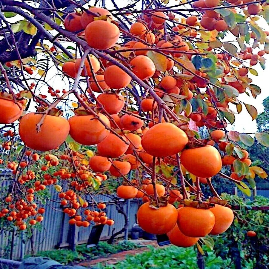 Persimmon Tree Seeds - Sugar Plum Variety, Diospyros Virginiana, Cold Hardy for Zones 4-9, Home Garden Fruit Seeds