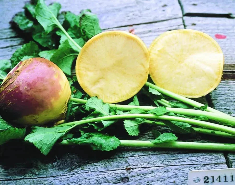 Rutabaga Seeds 500+ Non-GMO Thomson Laurentian Brassica napus USA Grown for Home Garden and Fall Harvest