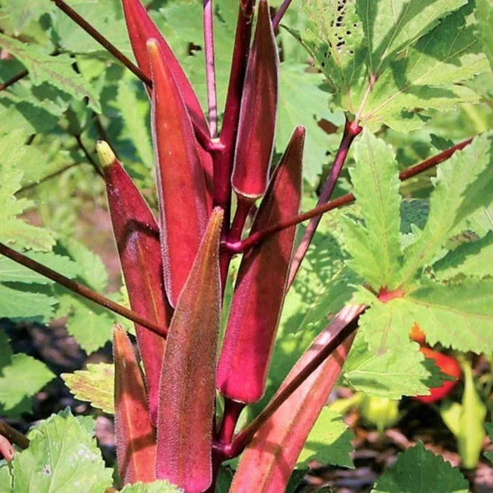 Burgundy Red Okra Seeds - 100+ Organic Abelmoschus esculentus Vegetable Seeds for Garden Planting