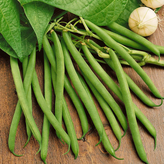 Green Bean Seeds Pack - Non-GMO Heirloom Provider Variety for Home Garden, 30+ Seeds, Phaseolus vulgaris