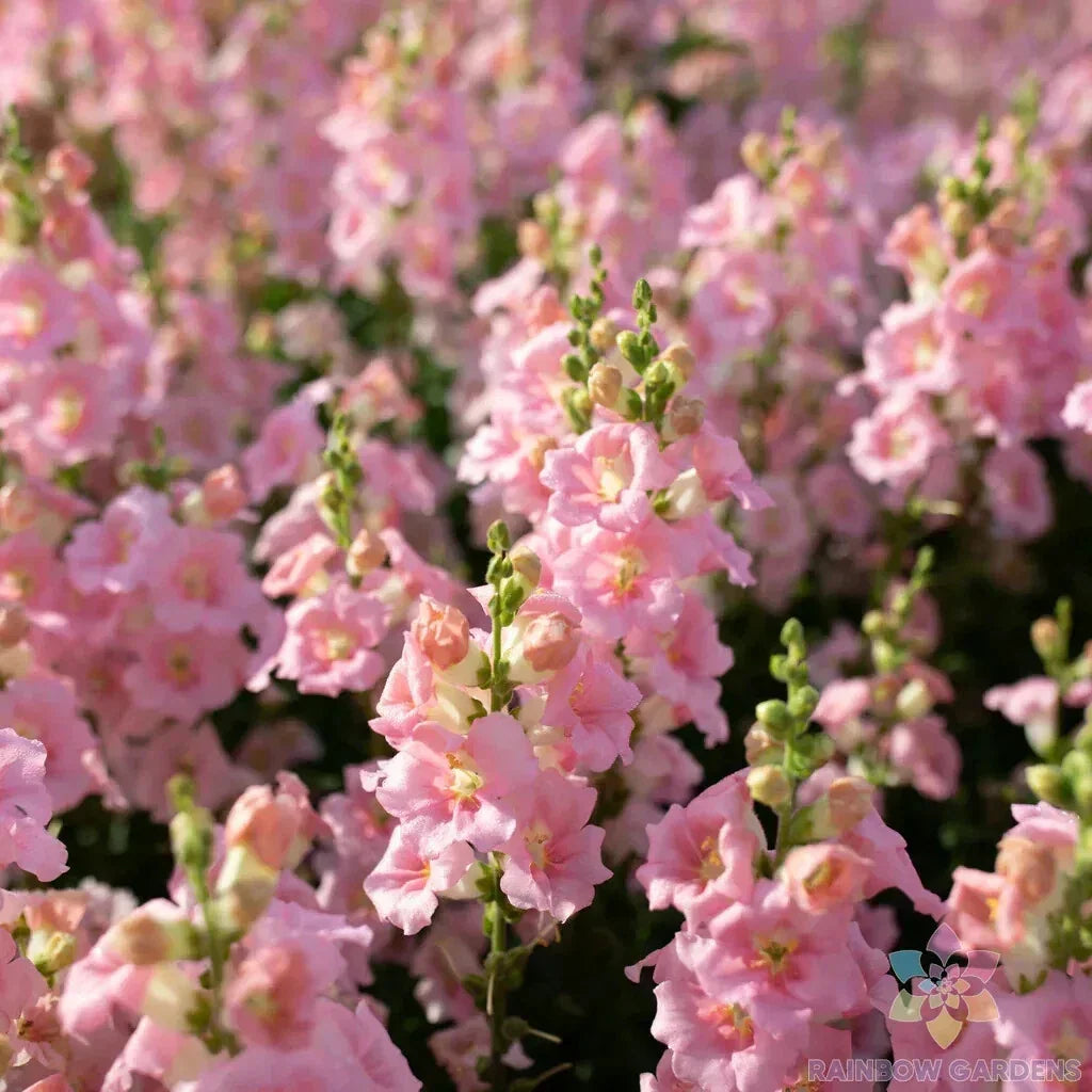 Chantilly Light Pink Snapdragon Seeds - 1000+ Antirrhinum majus for Garden, Flower Bed, Container, Full Sun, Easy to Grow