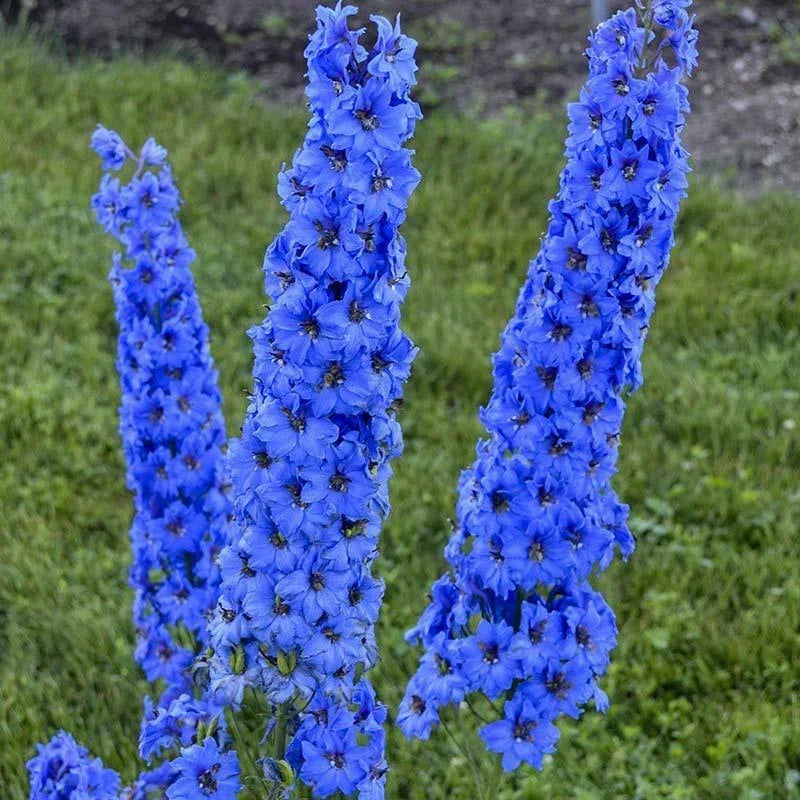 Bright Blue Delphinium Seeds - Perennial Garden Flower - Delphinium elatum - Vibrant Blue Color, Easy to Grow, Pollinator Attracting, 25 Seeds