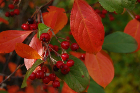 Organic Brilliant Red Chokeberry Seeds - Edible Aronia arbutifolia for Planting, 20+ Seeds, Deciduous Shrub, Full Sun to Partial Shade