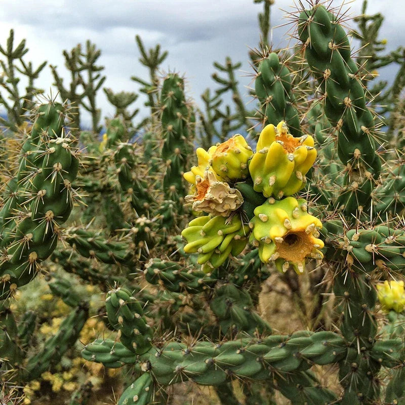 Tree Cholla Cuttings - Cylindropuntia imbricata Drought-Tolerant Succulent for Indoor & Outdoor Gardens