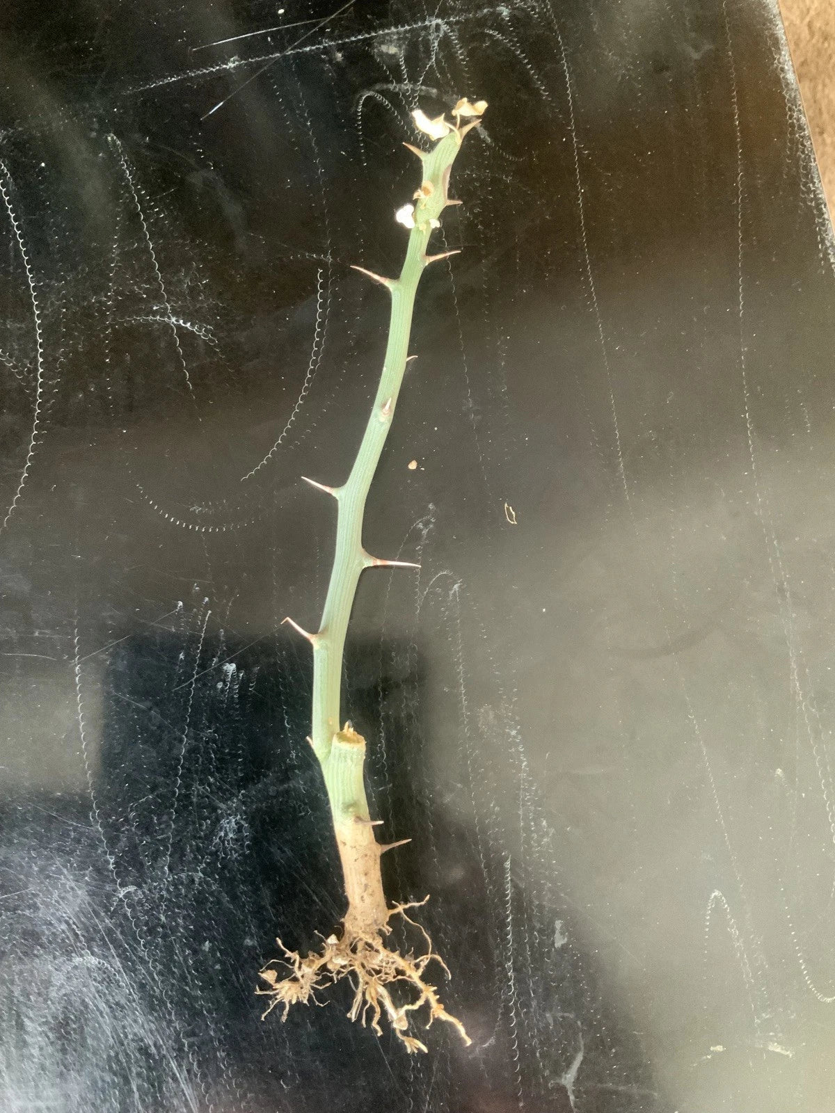 Adenia ballyi Cutting – Rare Well-Rooted Succulent Plant for Collectors, Exotic Fleshy Stems, Low-Maintenance, Unique Succulent