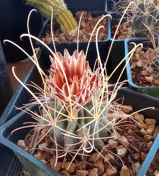 Mini Cactus Plant – Sclerocactus uncinatus wrightii – Cold Hardy Desert Succulent with Long Hook Spines