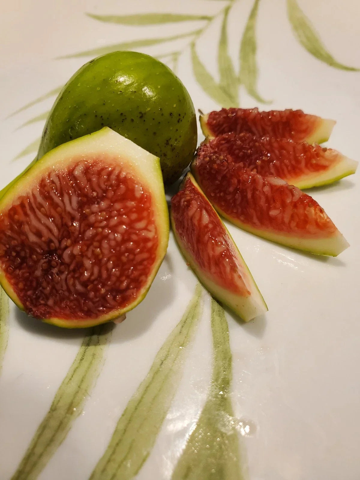 White Madeira Fig Cutting 10-Inch Ficus carica Summer Rooting Variety for Home Gardens