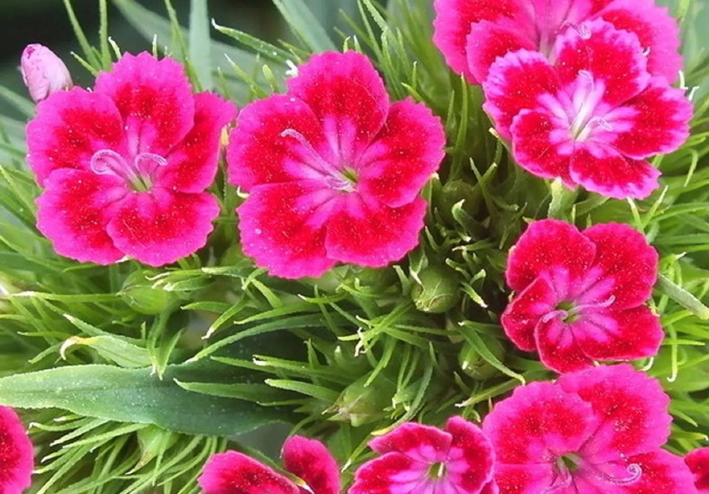 Terrace Garden Flower Seeds - 100 Non-GMO Virgo (Echinacea purpurea) Red & Pink Blooms for Outdoor Gardens, Containers, Borders