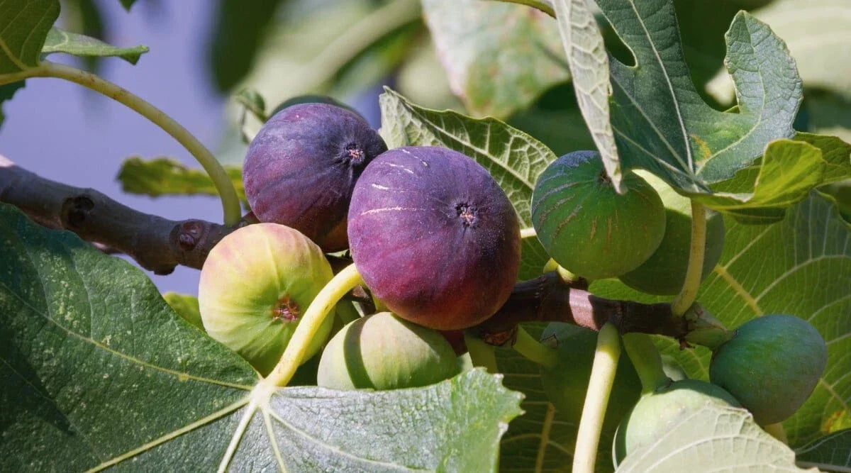 Ronde de Bordeaux Fig Seeds - 100+ Ficus carica for Garden Planting, Sweet Edible Figs, Non-GMO, Easy to Grow, USA Shipping