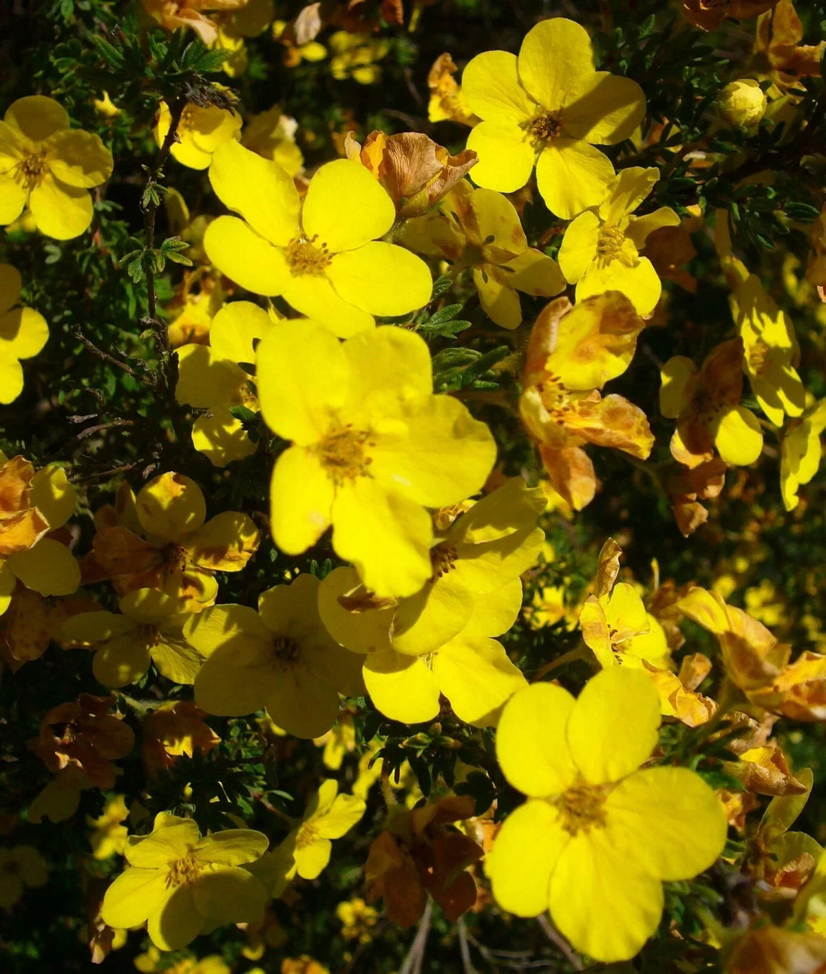 Aurea Potentilla Seeds - 1000 Seeds - Golden Cinquefoil - Potentilla aurea - Hardy Perennial for Vibrant Garden Blooms