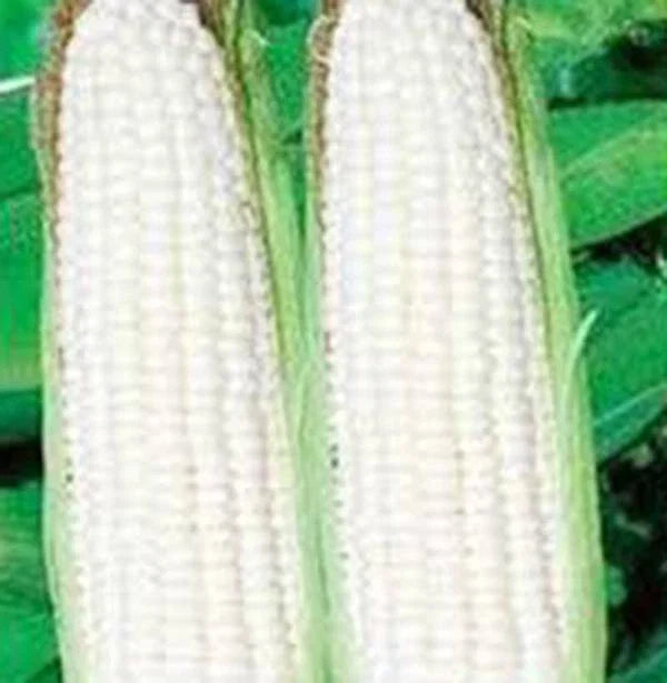 White Corn Seeds, Stowell's Evergreen Heirloom, Sweet Zea mays, 20+ Seeds for Organic Gardening