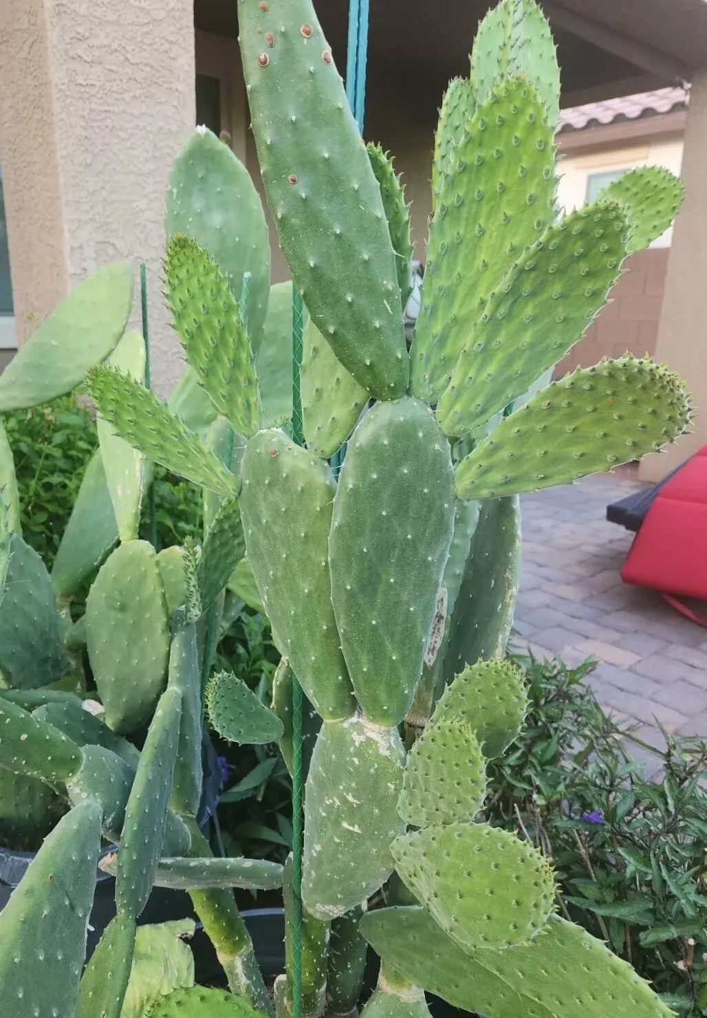 Giant Red Flower Burbank Spineless Opuntia Cactus Pads Edible Nopal Opuntia ficus-indica