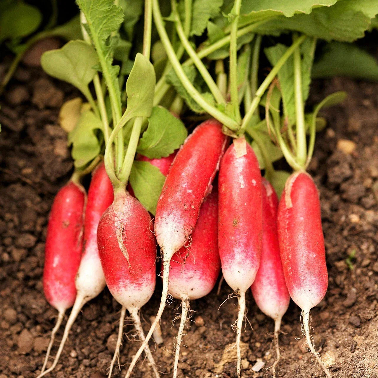 French Breakfast Radish Seeds | Heirloom Raphanus sativus | Red Pink White Long Radishes for Salad & Garden
