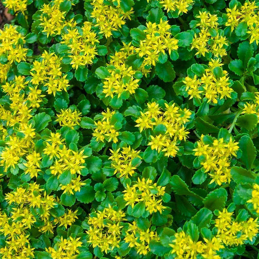 Large Ground Cover Sedum rupestre 'Angelina' - Yellow Perennial Creeping Sedum Plants for Gardens, Borders & Slopes