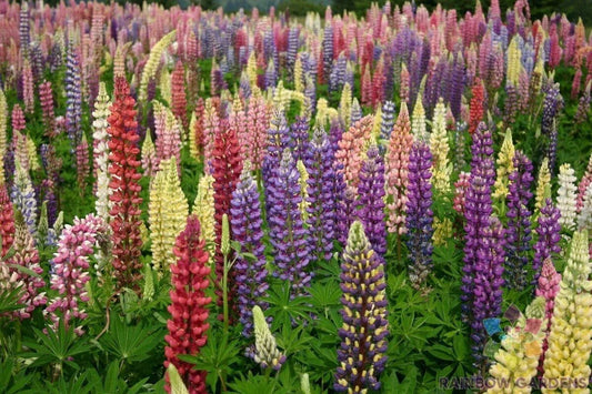 Lupine Seeds - 25+ Loopy Mix Garden Planting - Vibrant Colors for Borders & Containers - Lupinus polyphyllus Seed Packet