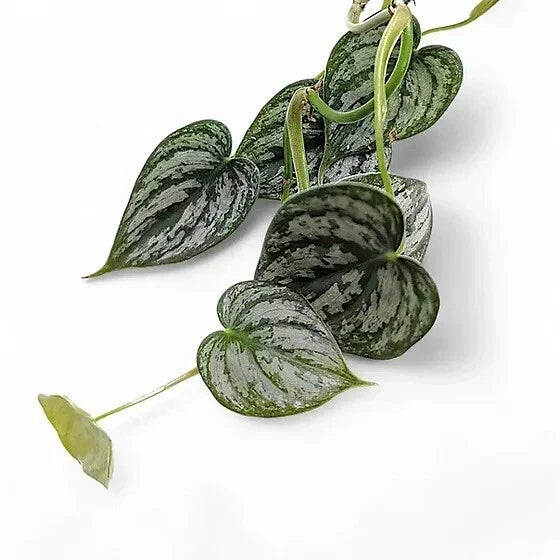 Philodendron Brandtianum Cuttings – 5 Unrooted Propagation Clippings with Silver Marbled Leaves for Indoor Garden
