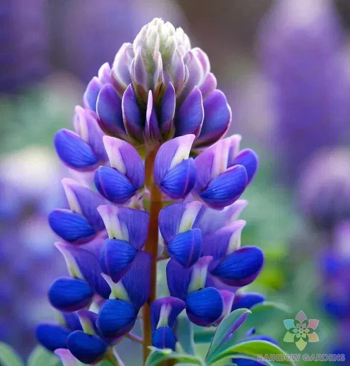 Arroyo Lupine Seeds - 25+ Pack - Wildflower Garden Seeds - Lupinus succulentus - Attracts Pollinators, Easy to Grow