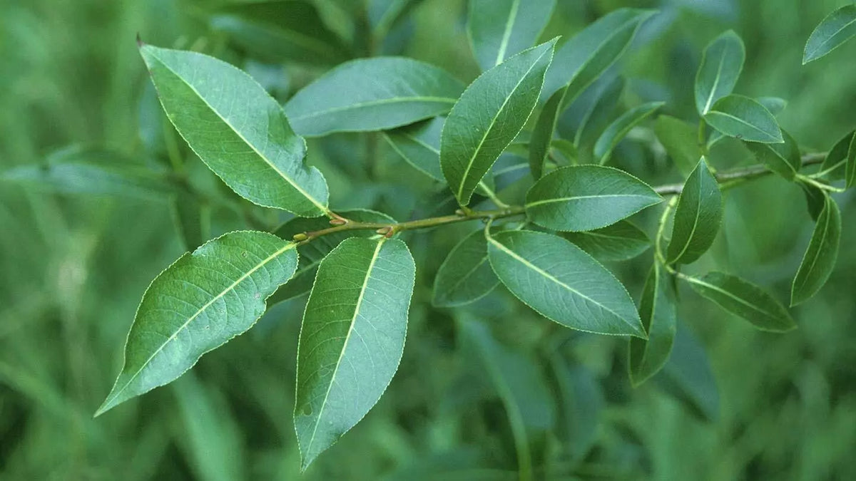 Bay Leaf Willow Cuttings - 2 Live Cuttings for Culinary Use - Salix pentandra - Rare Garden Plant