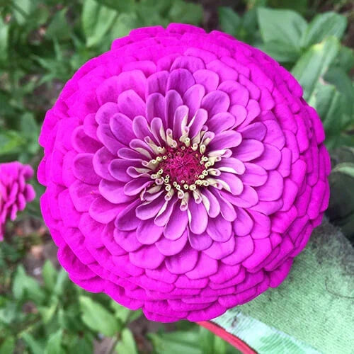Zinnia Seeds - Purple Prince - Giant 5-inch Purple Flowers - Zinnia elegans - Butterfly Attracting, Easy Grow, Free Shipping