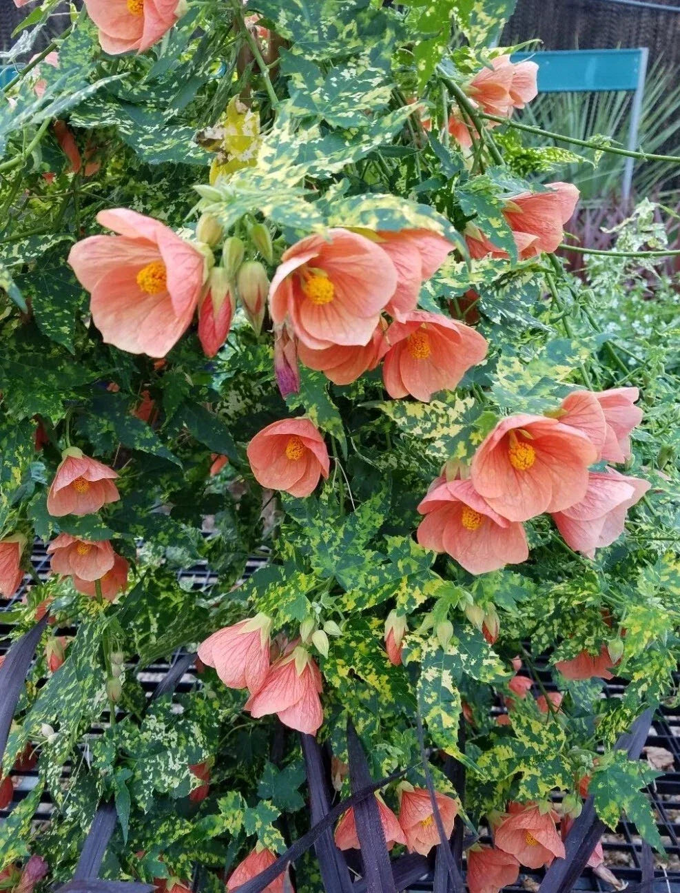 Thompsonii Variegated Peach Abutilon Small Root Starter Plant - Flowering Maple Indoor Garden Plant, Abutilon hybridum