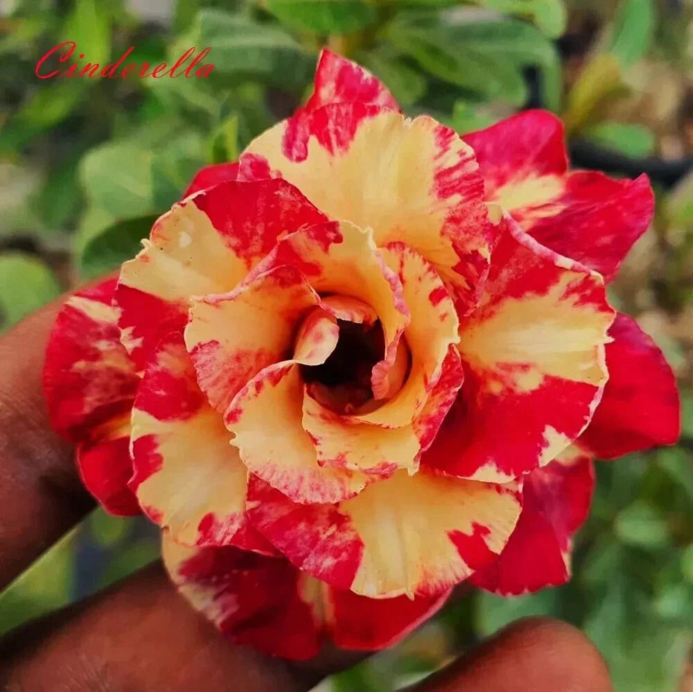 Cinderella Desert Rose Adenium Obesum Seedling 4-6 Inches with Colorful Blooms - Unique Succulent Plant for Garden or Indoor