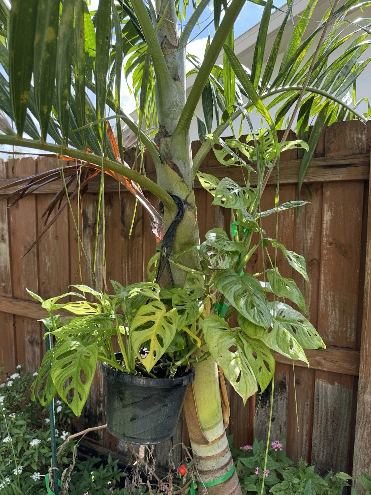 Swiss Cheese Monstera Rooted Cutting | Monstera adansonii Indoor Houseplant with Perforated Leaves