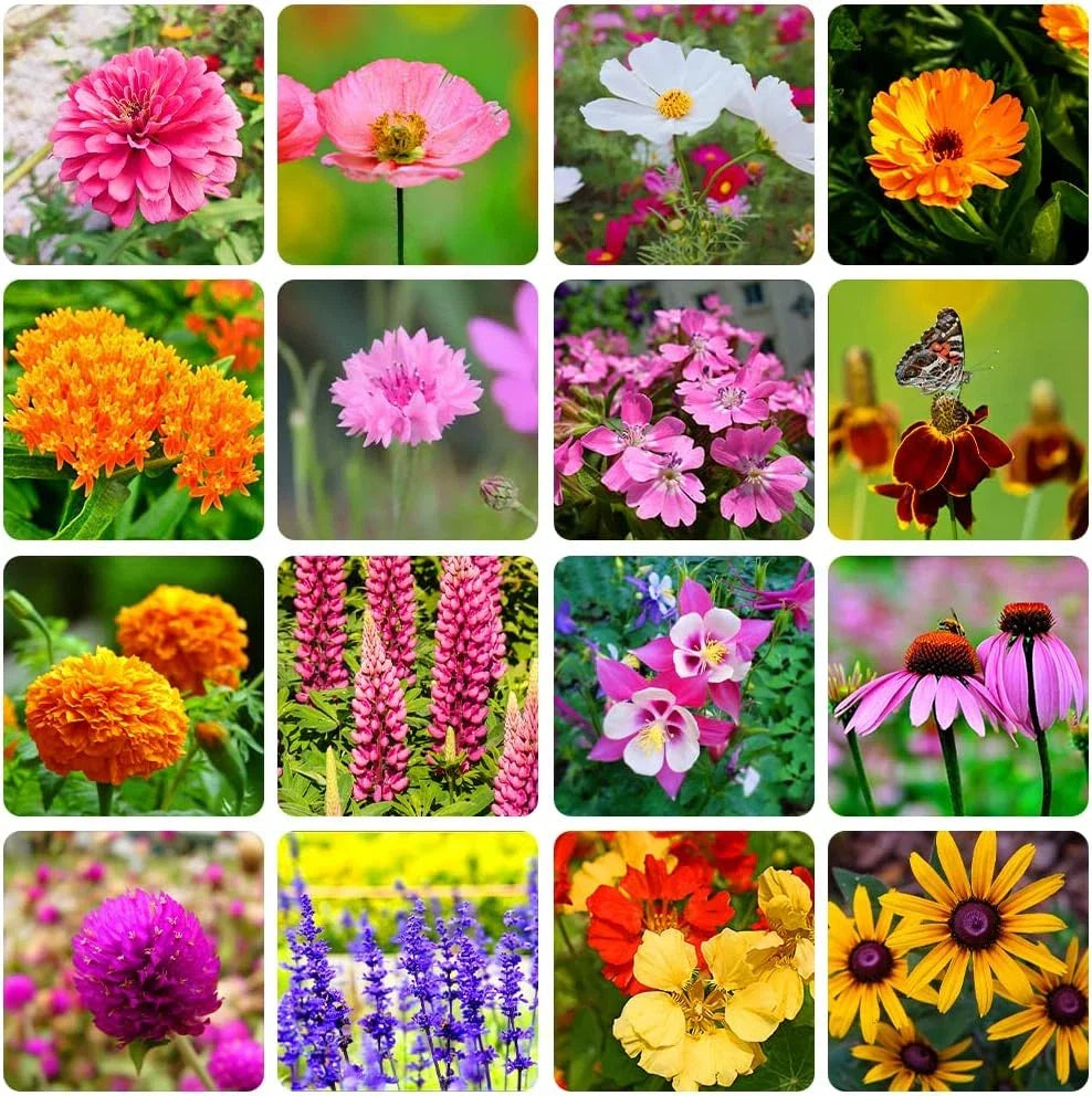 Perennial Wildflower Seeds Mix – 16 Assorted Varieties – 10,000+ Seeds for Gardens & Pollinator Habitats
