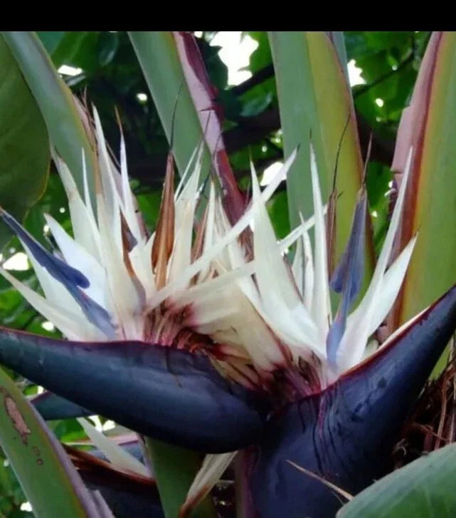 White Bird of Paradise Plant - 12 Inch Strelitzia Reginae Indoor Tropical Foliage in Quarter Pot
