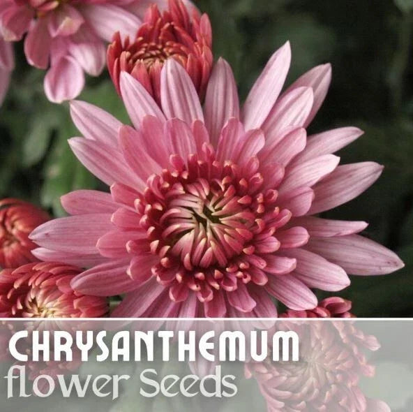 Chrysanthemum Seeds - Ayslee Pink Mum - 200+ Flower Seeds - Annual Garden Plants - Pink Blooms for Borders & Containers