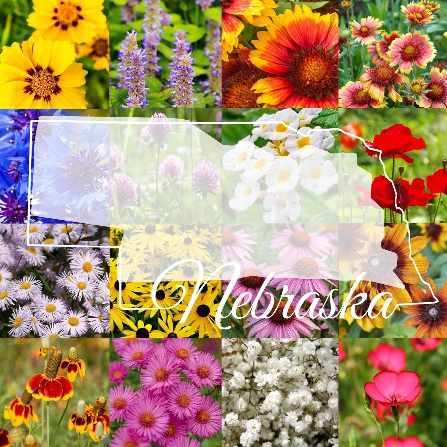 Bulk Wildflower Seed Mix 1/4LB Eastern Nebraska Native Wildflowers for Gardens, Covers 2000 sq ft, Pollinator-Friendly, Eco-Friendly Planting