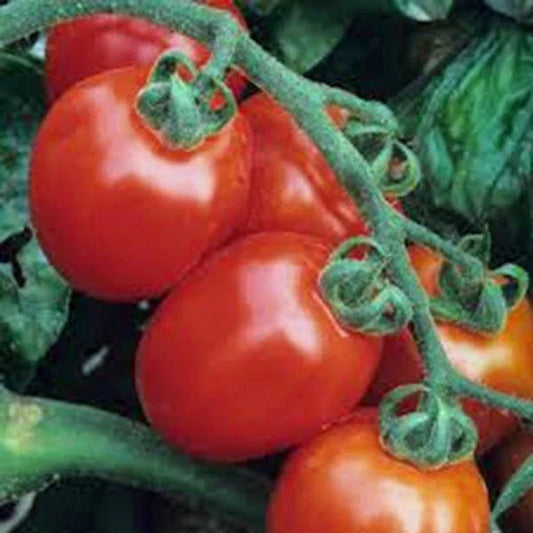 Italian Roma Tomato Seeds - Heirloom, Non-GMO, 100 Seeds for Home Gardening, Canning & Cooking - Solanum lycopersicum
