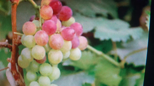 Large California Grape Seeds Vitis vinifera for Growing, Juicy Fruit, Climbing Vine, 25+ Seeds
