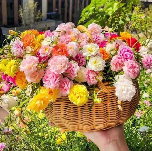 Mixed Moss Rose Seeds - 1000+ Portulaca Grandiflora Ground Cover Flower Seeds for Vibrant Garden, Drought-Resistant, Pollinator Attracting