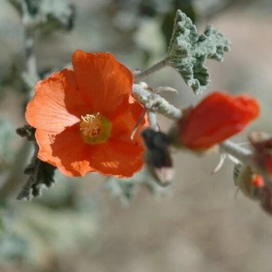 Sphaeralcea Ambigua Seeds - 25 Pack Apricot Desert Globemallow Perennial for Gardens, Landscaping, Drought-Tolerant, Pollinator-Friendly
