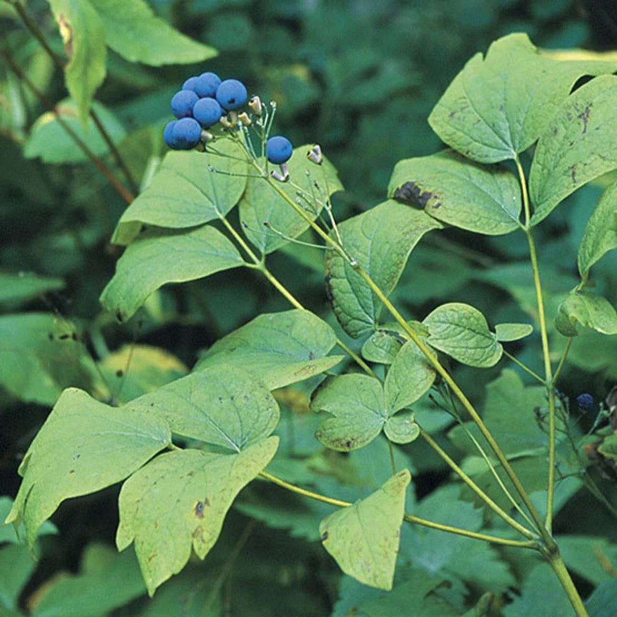 Wild Blue Cohosh Bare Roots 5-Pack - Appalachian Native Plant, Caulophyllum Thalictroides, Perfect for Shade Gardens