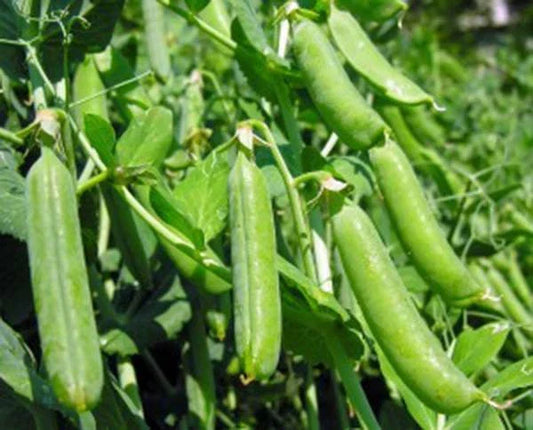 Heirloom Pea Seeds, Non-GMO Thomas Laxton Variety, 100+ Seeds for Home Gardening, Pisum sativum