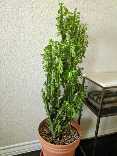 Euphorbia Trigona Cuttings – Green or Red – African Milk Tree Cactus Succulent for Indoor Plant Decor
