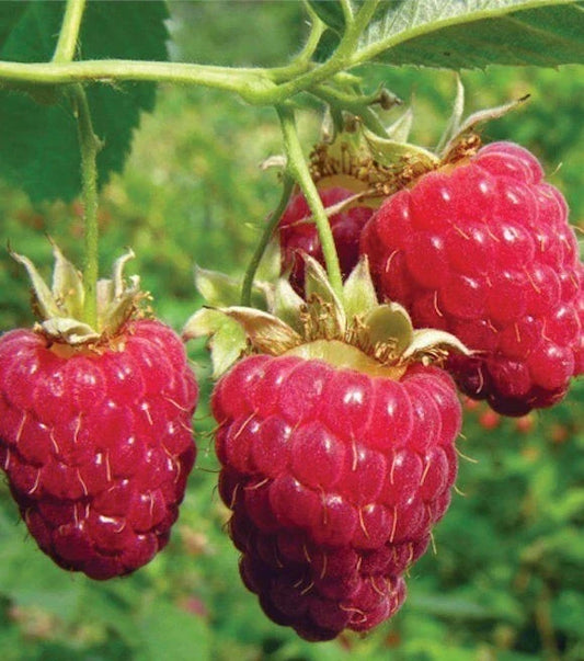 Heritage Red Raspberry Rooted Plant - Everbearing Rubus idaeus for Zones 4-8, Fruit-bearing, Full Sun, Easy to Grow