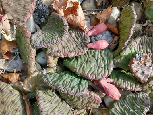Large Cold Weather Prickly Pear Cactus Pads – Opuntia spp. Drought-Tolerant Succulent, 6-10 Inches, Xeriscape & Container Plant