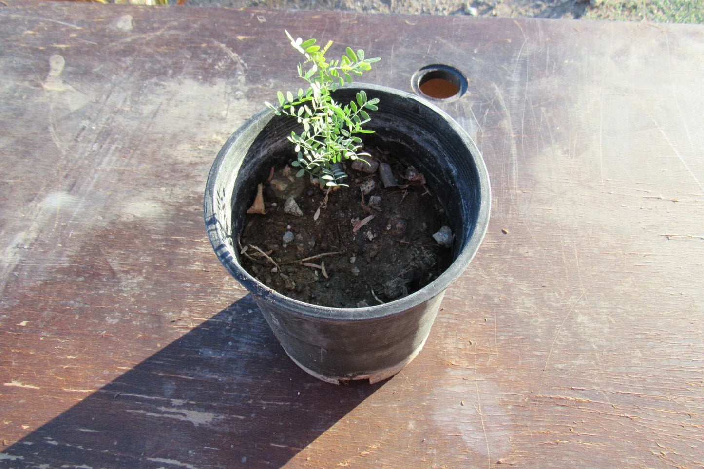 Desert Ironwood Tree Bonsai - Well-Rooted Olneya Tesota Indoor Outdoor Plant for Collectors