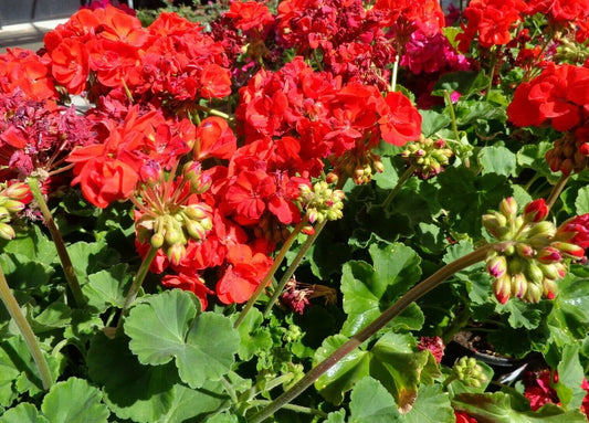 Hardy Geranium Cuttings 5 Pack | Big Red Flowers | Pelargonium spp. Fresh Plant Cuttings for Garden, Patio & Container Gardening
