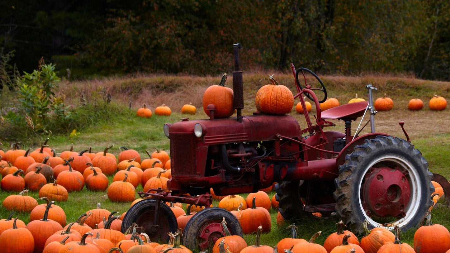 Connecticut Field Pumpkin Seeds, Traditional Cucurbita pepo, Ideal for Halloween & Pie, Large Round Pumpkins, Free Shipping