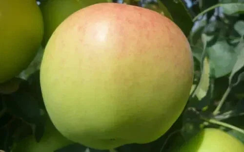 Ginger Gold Apple Seeds - 25+ Organic Seeds for Planting - Malus domestica - Non-GMO Heirloom Variety for Home Garden