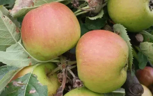 Claygate Pearmain Apple Seeds - 25+ Pack, Organic, Non-GMO, Malus domestica, for Home Garden & Orchard Planting