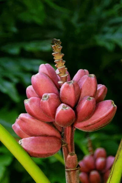 Musa Banana Tree Small Rooted Starter Plant, BORDELON Variety, Tropical Indoor Outdoor Plant, Edible Fruit, Lush Foliage